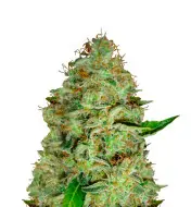 Northern Lights