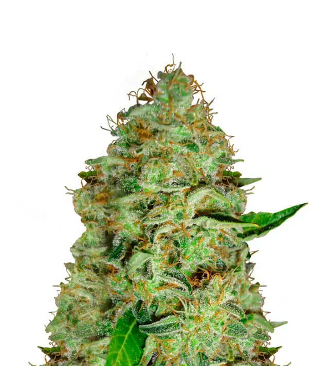 Northern Lights