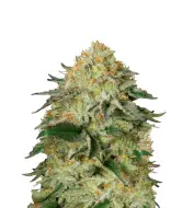 Northern Lights Regular
