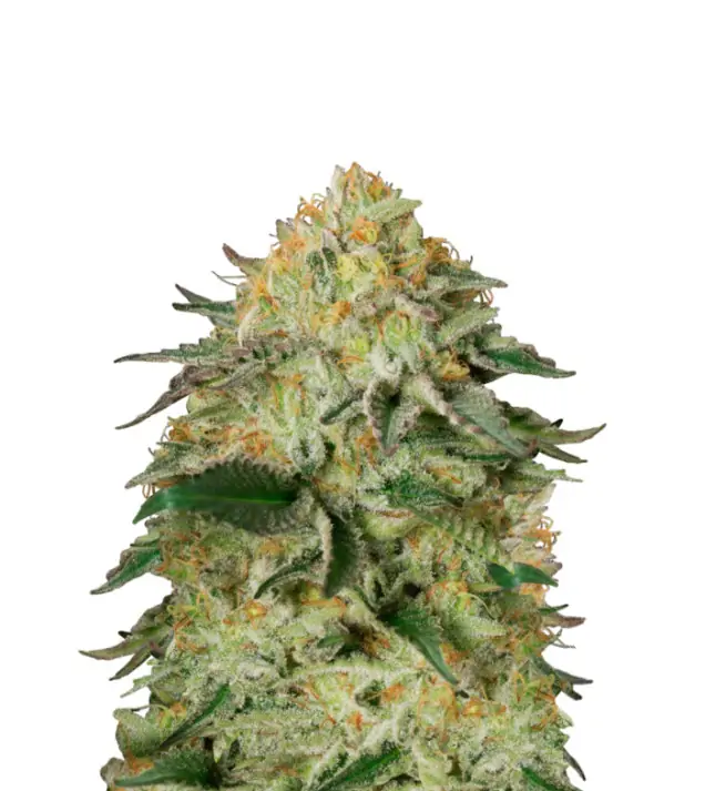 Northern Lights Regular