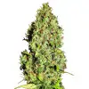NY Diesel Auto