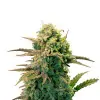 NYC Diesel