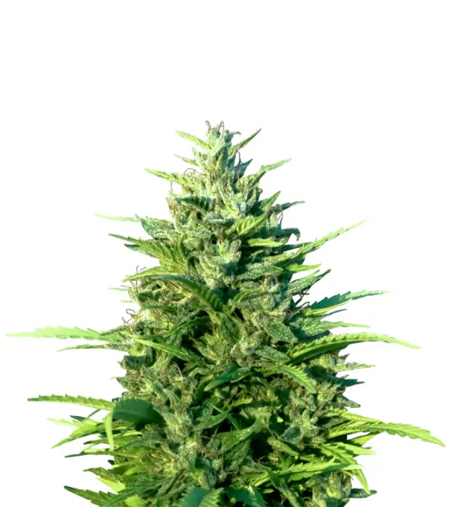 NYC Diesel Regular