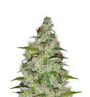 Orange Bud