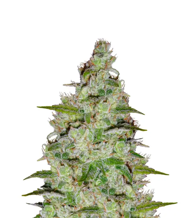 Orange Bud