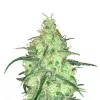 Peyote Cookies