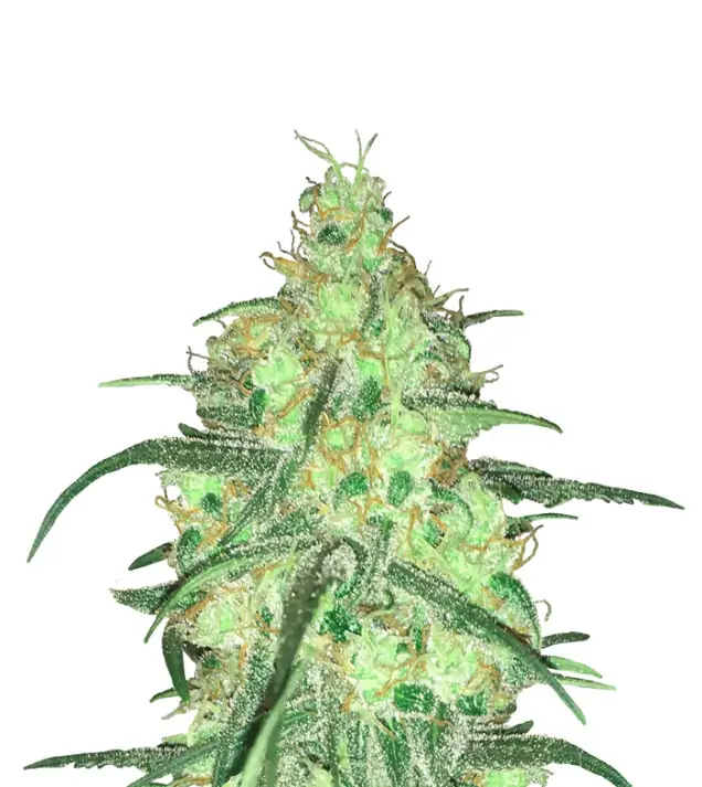 Peyote Cookies