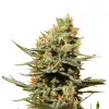 Pineapple Haze