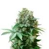 Pink Rozay Auto