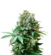 Pink Rozay Auto