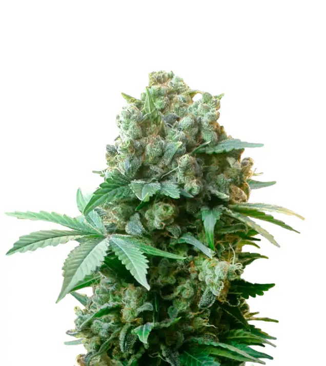 Pink Rozay Auto