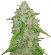 Purple Haze Auto