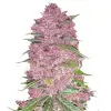 Purple Haze