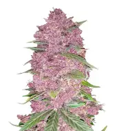 Purple Haze