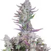 Purple Kush F1