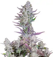 Purple Kush F1
