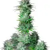 Purple Kush