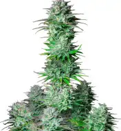 Purple Kush
