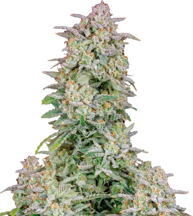 Purple Urkle