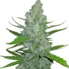 Rainbow Kush Auto