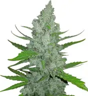 Rainbow Kush Auto