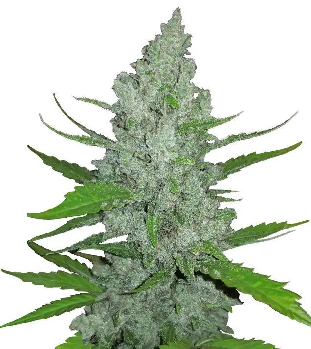 Rainbow Kush Auto