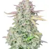 Rainbow Kush