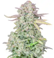Rainbow Kush