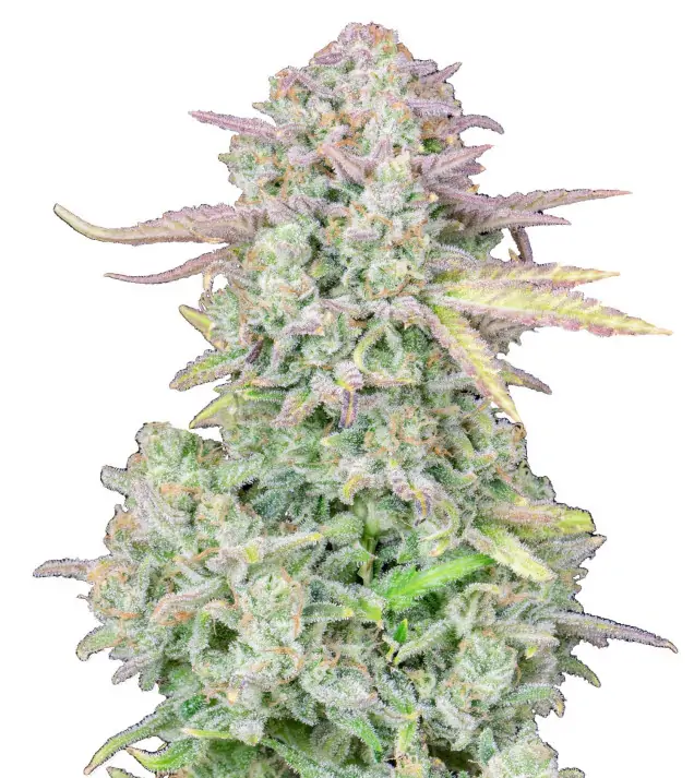 Rainbow Kush