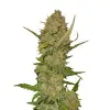 Skunk Auto