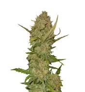 Skunk Auto