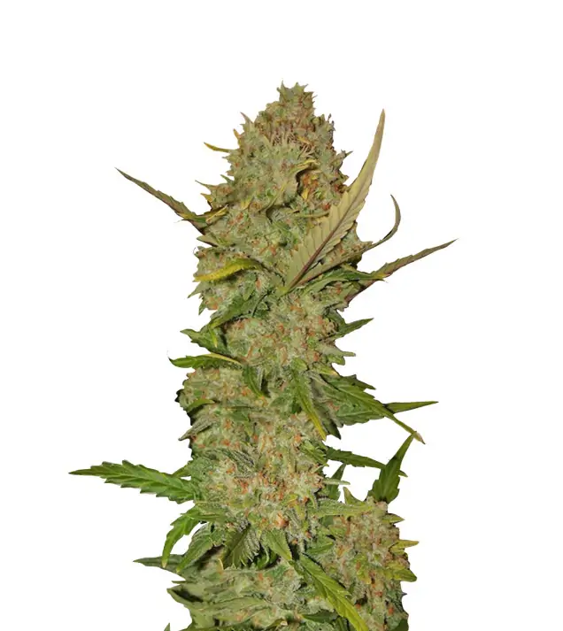 Skunk Auto