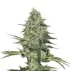Skunk