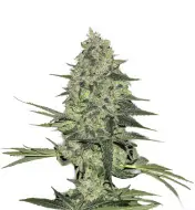 Skunk