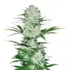 Skunk Regular