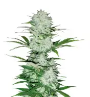 Skunk Regular