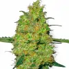 Skywalker Auto