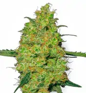 Skywalker Auto