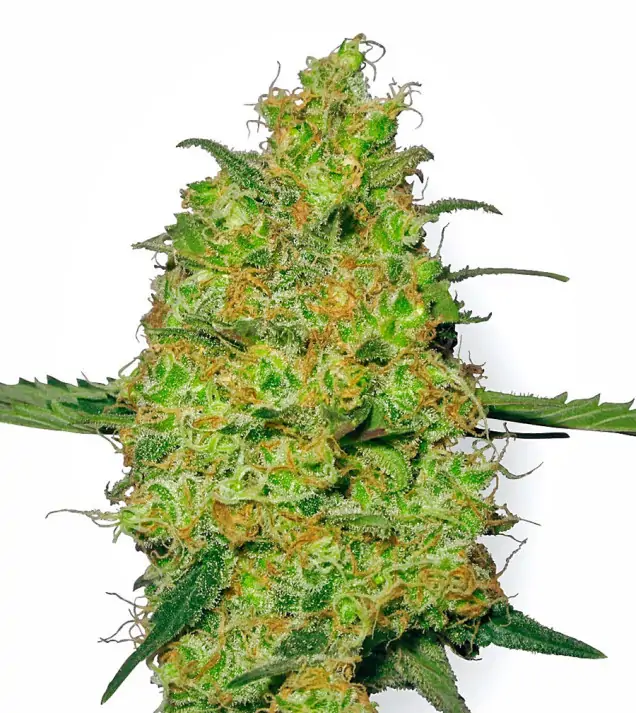 Skywalker Auto