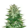Skywalker