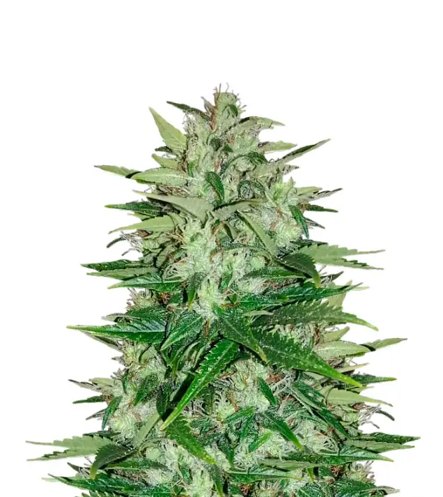 Skywalker
