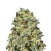 Somango Auto