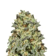 Somango Auto
