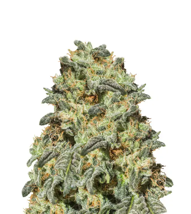 Somango Auto