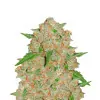 Somango