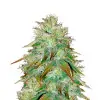 Sour Diesel Regular