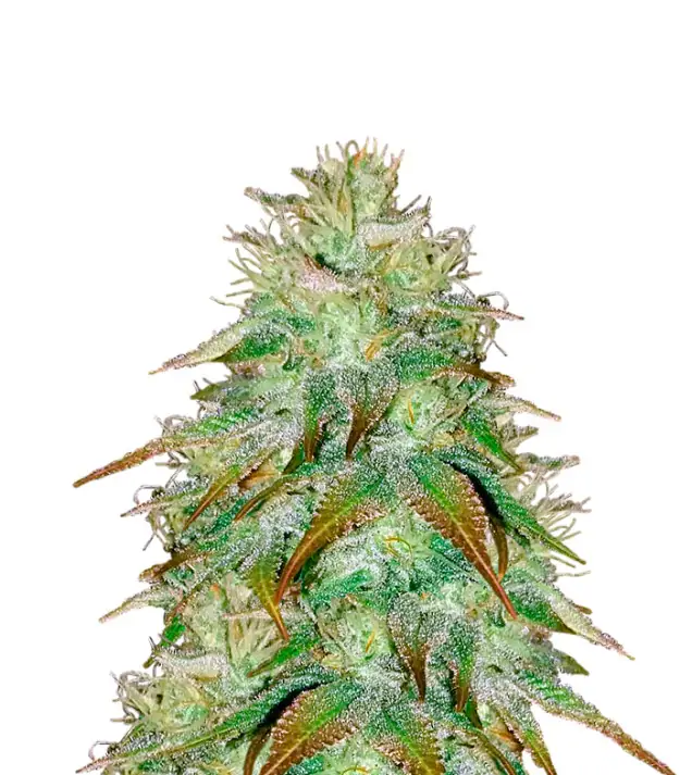 Sour Diesel Regular