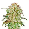 Strawberry Haze