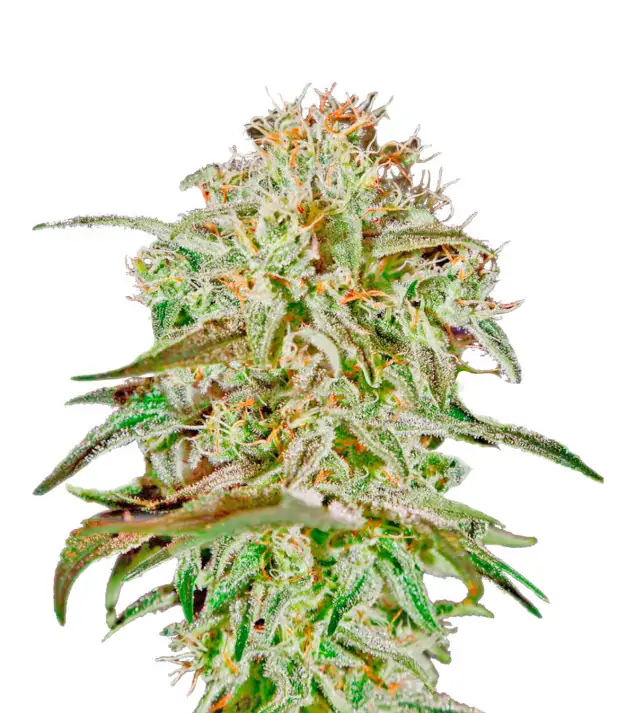 Strawberry Haze