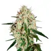 Strawberry Kush